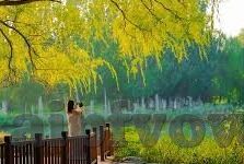 麻豆直播间app-互联网新趋势下的内容创作探索，麻豆直播间App的现象与影响